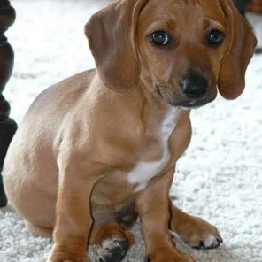 Doxle (Beaschund) (Designer Dog)