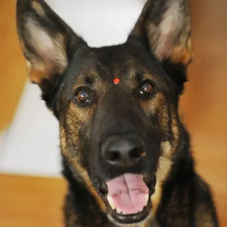 Dog groomer Jorge Bendersky applies a temporary tattoo on Noah, a 6-year-old German Shepherd.