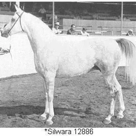 *Silwara