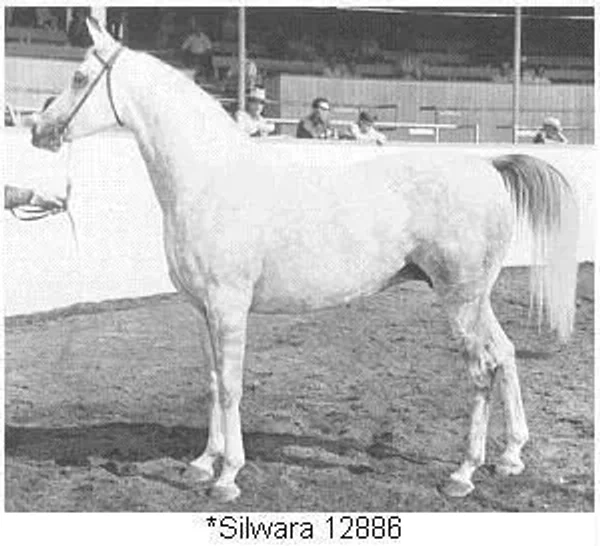 *Silwara