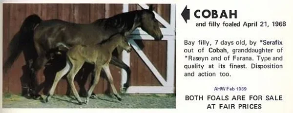 Cobah