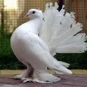 English Fantail
