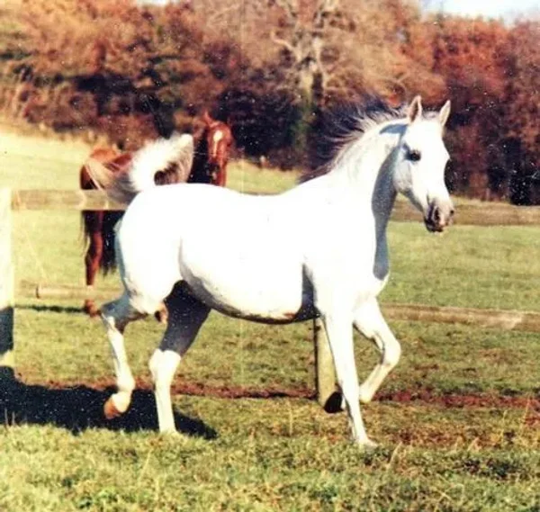 Hagunia