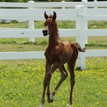 2013 Bay Colt bred by Winning Edge Arabians.