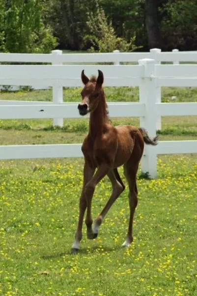 2013 Bay Colt bred by Winning Edge Arabians.