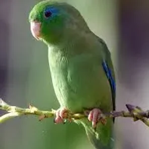 Spectacled Parrotlet