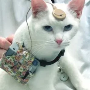 Deafness and Hearing Loss in Cats