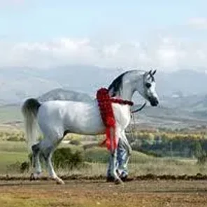 Om El Shahmaan