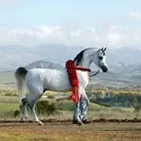 Om El Shahmaan