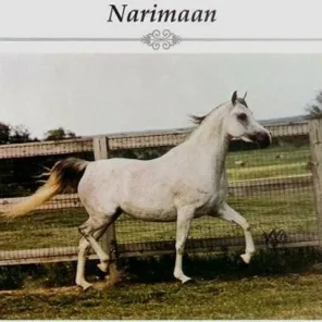 NARIMAAN
