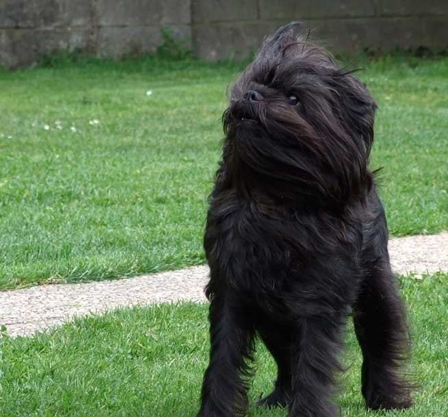 What about the Affenpinscher?