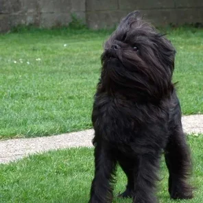 What about the Affenpinscher?