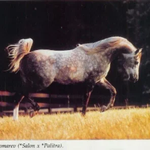 Ponomarev