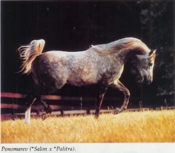 Ponomarev