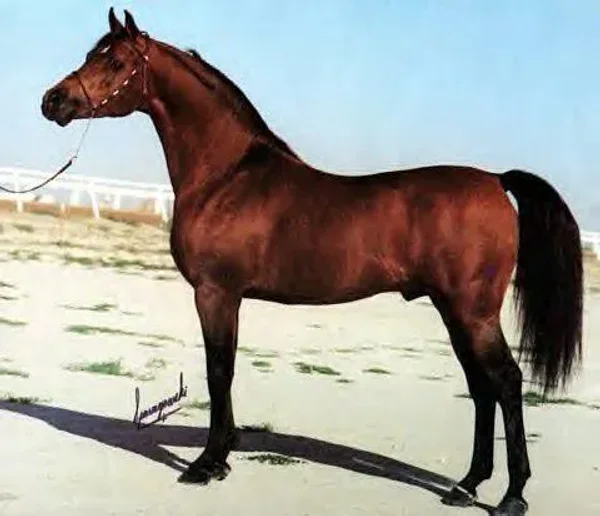 SX Saladin