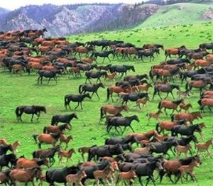 Horse Breeders-How Do I Find a Good One?