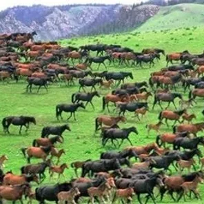Horse Breeders-How Do I Find a Good One?