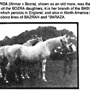 Bereyda