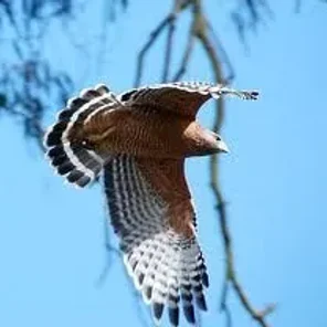 Hawk