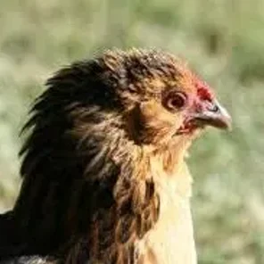 Quail Bantam