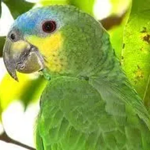 Orange-winged Amazon