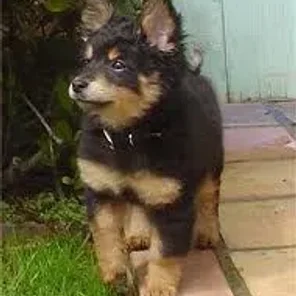 Pomapoo (Designer Dog)