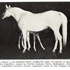 Al-Marah Bint Aigrette