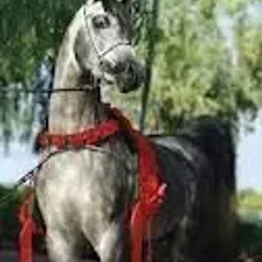Falcon BHF