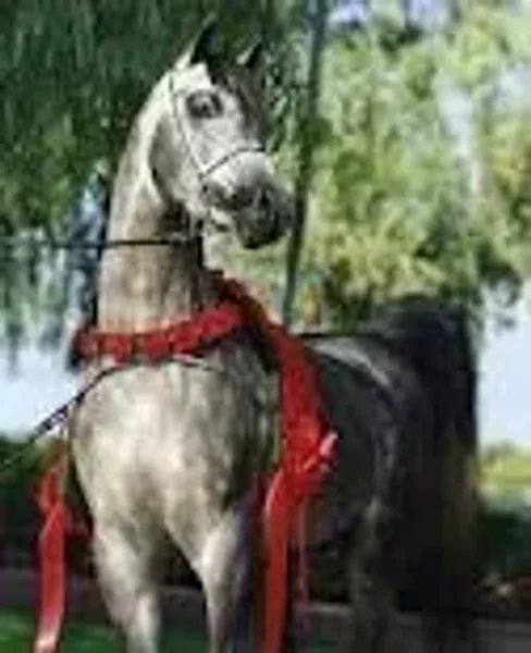 Falcon BHF