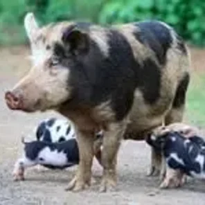 Belarus Black Pied