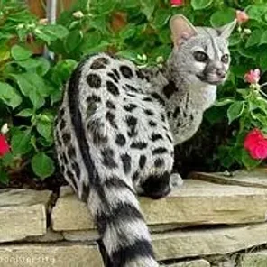 Genet