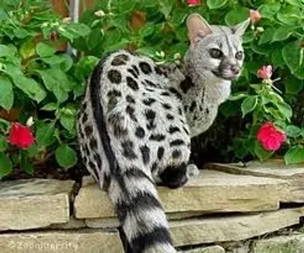Genet