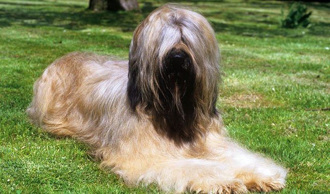 Briard