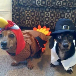 Your Favorite Thanksgiving Pics/Videos