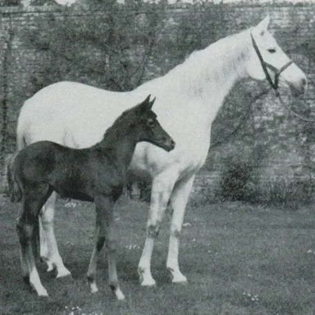 *SILWA (Raktha x Silver Crystal by Rangoon) ~ Photo by Lady Wentworh, captioned "SILWA, with ROYAL DIAMOND foal", foal not listed in AHA Datasource; Dam of Silwara, Grand dam of Countess of Lasma, Tornado & Silhoulette)