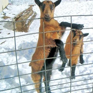 Oberhasli Goat