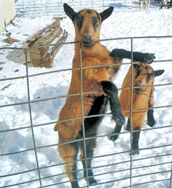 The Oberhasli (also known as the Oberhasli Brienzer) is a dairy breed developed in the mountainous cantons of Bern, Freiburg, Glarus, and Graubunden in Switzerland.