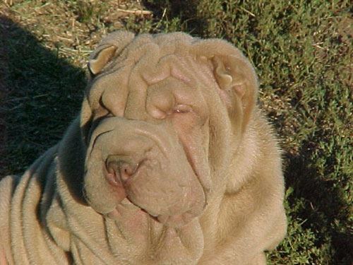 Cherokee Kennels