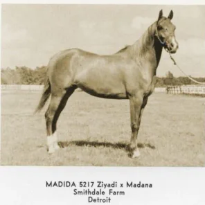 Madida