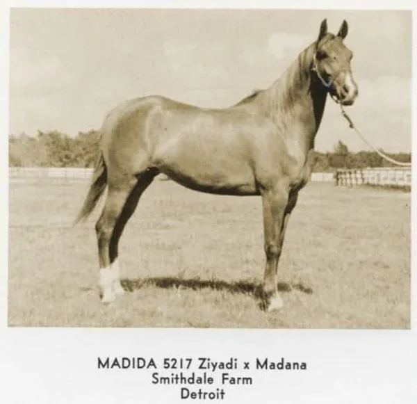 Madida