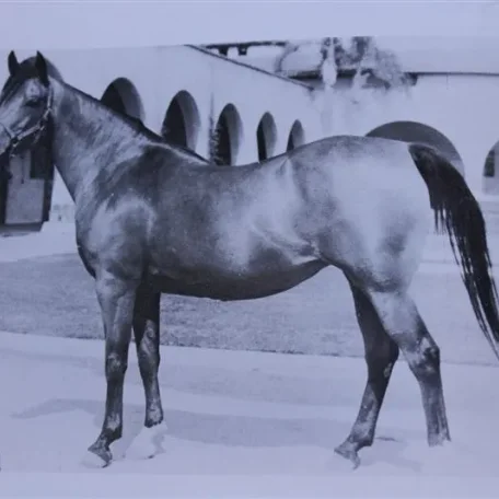 Rasata (Raseyn x Ata Aia) bay mare, foaled March 4, 1947
bred by United States Government