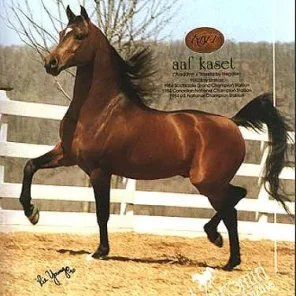 AAF KASET