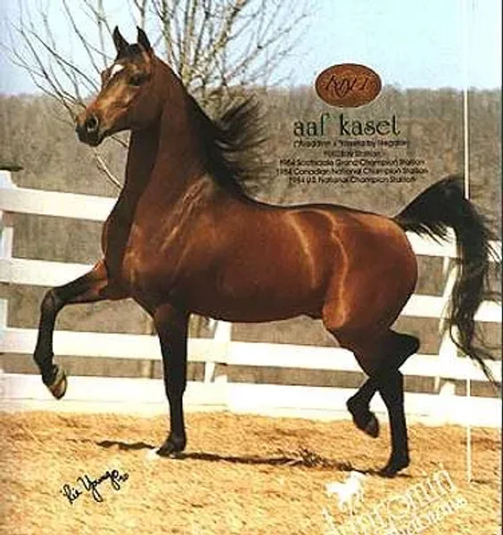 AAF KASET