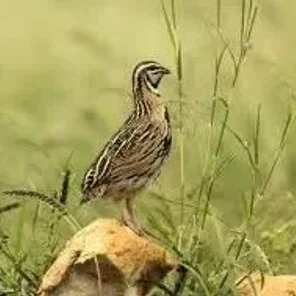 Rain Quail