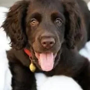 Chatham Hill Retriever (Designer Dog)