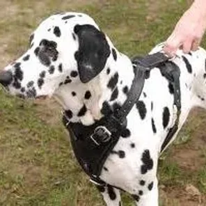 Dalmatian Husky (Designer Dog)