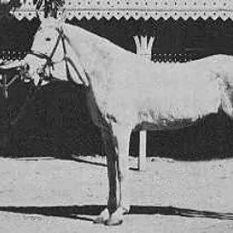 NAFAA EL SAGHIRA