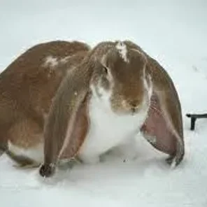 English Lop