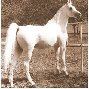 HADBAN ENZAHI