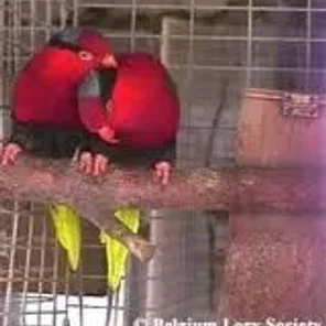 Palm Lorikeet